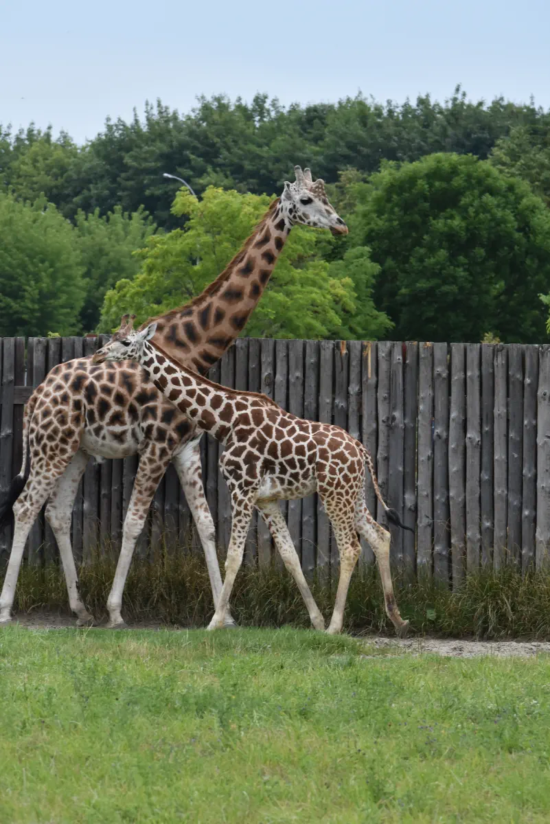 2 zyrafy fot Monika Skiba 1