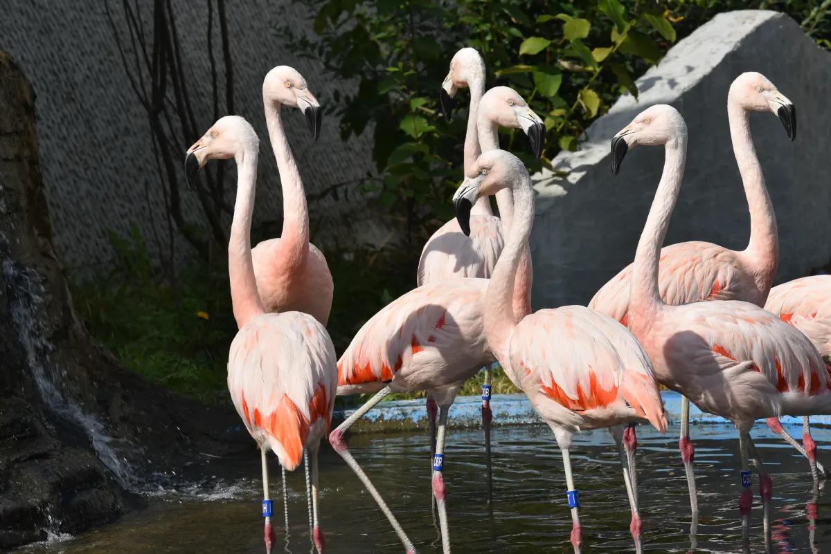 3 flamingi chilijskie fot Monika Skiba 1