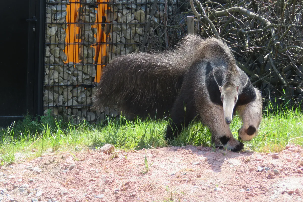 5 mrowkojad olbrzymi fot Jadwiga Kniaz Rycaj 1