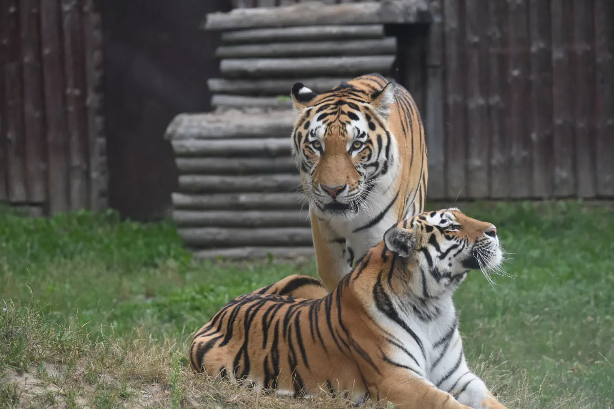 6 tygrysy amurskie fot Marta Romaniuk 1