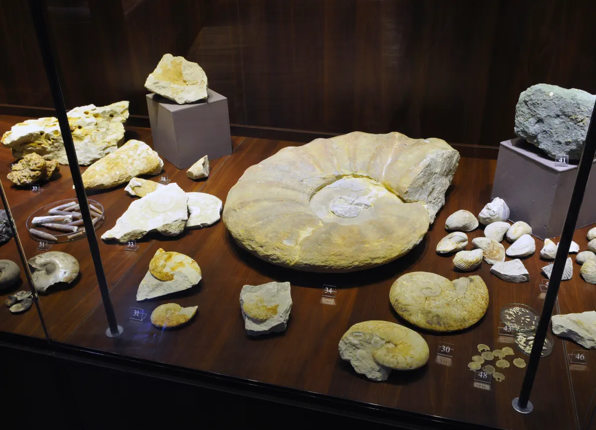 Skarby przyrody fragment ekspozycji fot Grzegorz Zablocki 02