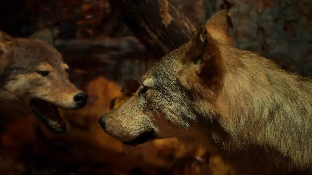 roztoczanski park narodowy wilk